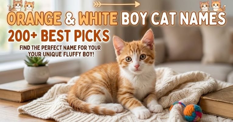 Boy Cat Names Orange and White